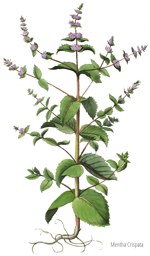 piante officinali - Mentha spicata varietà crispata 