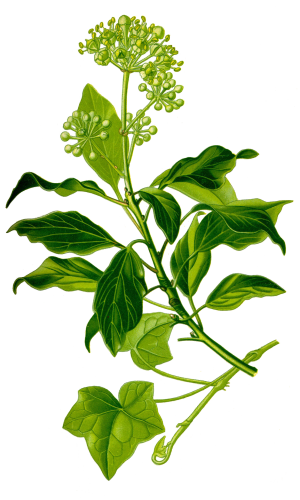 Edera comune (Hedera Helix) - Flower Tales cosmetica naturale fai da te