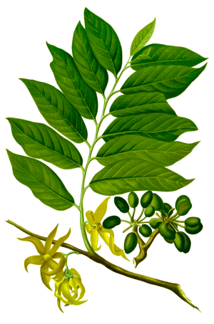 Olio essenziale di Ylang ylang - Flower Tales cosmetica naturale fai da te
