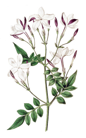 gelsomino officinale - Flower Tales - fragranze aromaterapia - cosmetica naturale fai da te