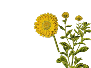 cura delle mani - Flower Tales cosmetica naturale fai da te