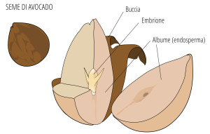 olio di avocado