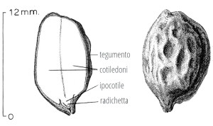 olio di jojoba