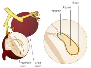 olio di vinaccioli