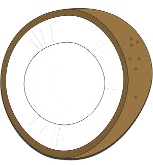 tipi di emulsionanti - noce di cocco