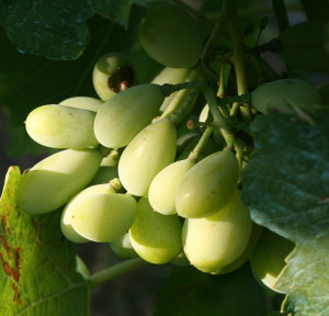 olio di vinaccioli 