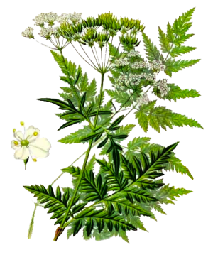 Cerfoglio - cosmetica naturale