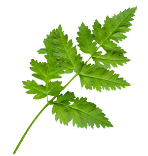 Cerfoglio - cosmetica naturale