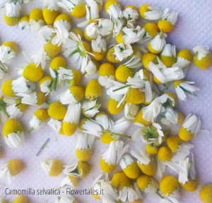 camomilla: essiccare le piante officinali - Flower Tales: cosmetica naturale fai da te