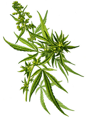 Olio di semi di canapa - Flower Tales cosmetica naturale fai da te
