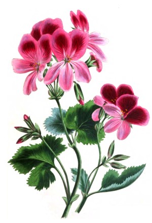 Olio essenziale di geranio - Flower Tales cosmetica naturale fai da te