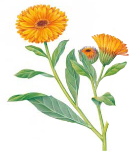 calendula - polifenoli - Quercetina: