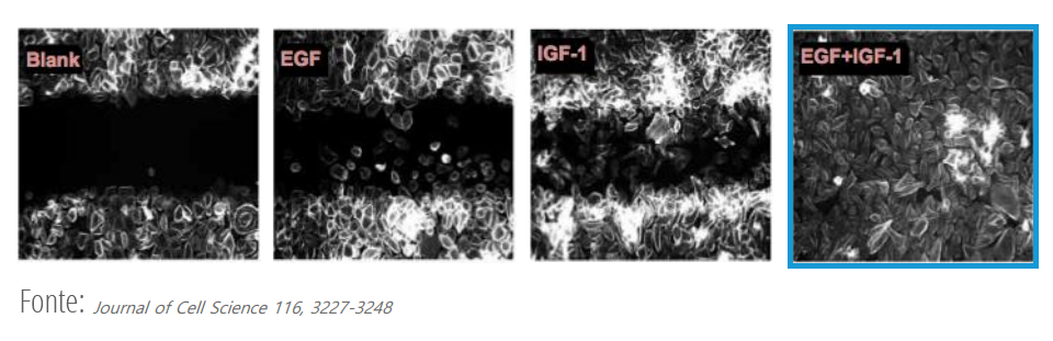 EGF + IGF-1 lavoro sinergico superiore rispetto alle singole molecole
