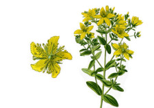 Iperico - Hypericum perforatum - Flower Tales cosmetica naturale fai da te