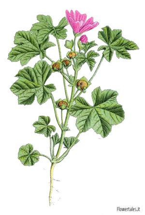 estratti vegetali malva botanica - solventi - alcool - glicole - glicerina - glicerici - alcolici - glicolici Flower Tales cosmetica naturale fai da te 