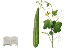 spugna vegetale di Luffa fai da te - rimedi naturali Flower Tales